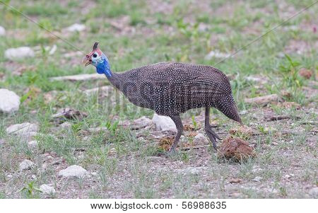 Guinea Fowl, Helmeted - Wild Game Birds From Africa