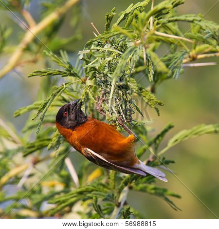 Southern Red Bishop Busy Building A Nest