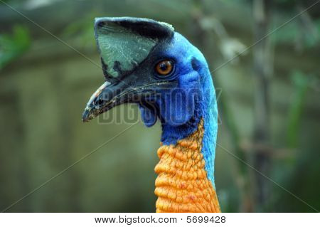 Et portræt af Cassowary