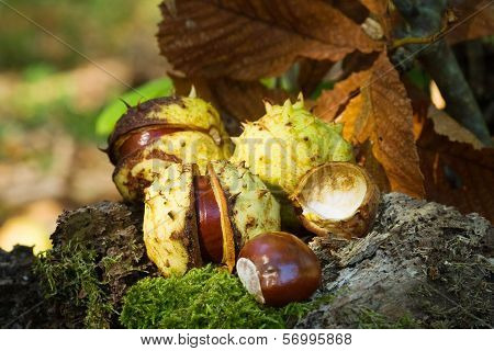 Chestnuts in detail