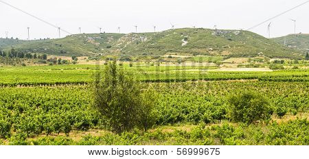 Landscape Near Carcassonne