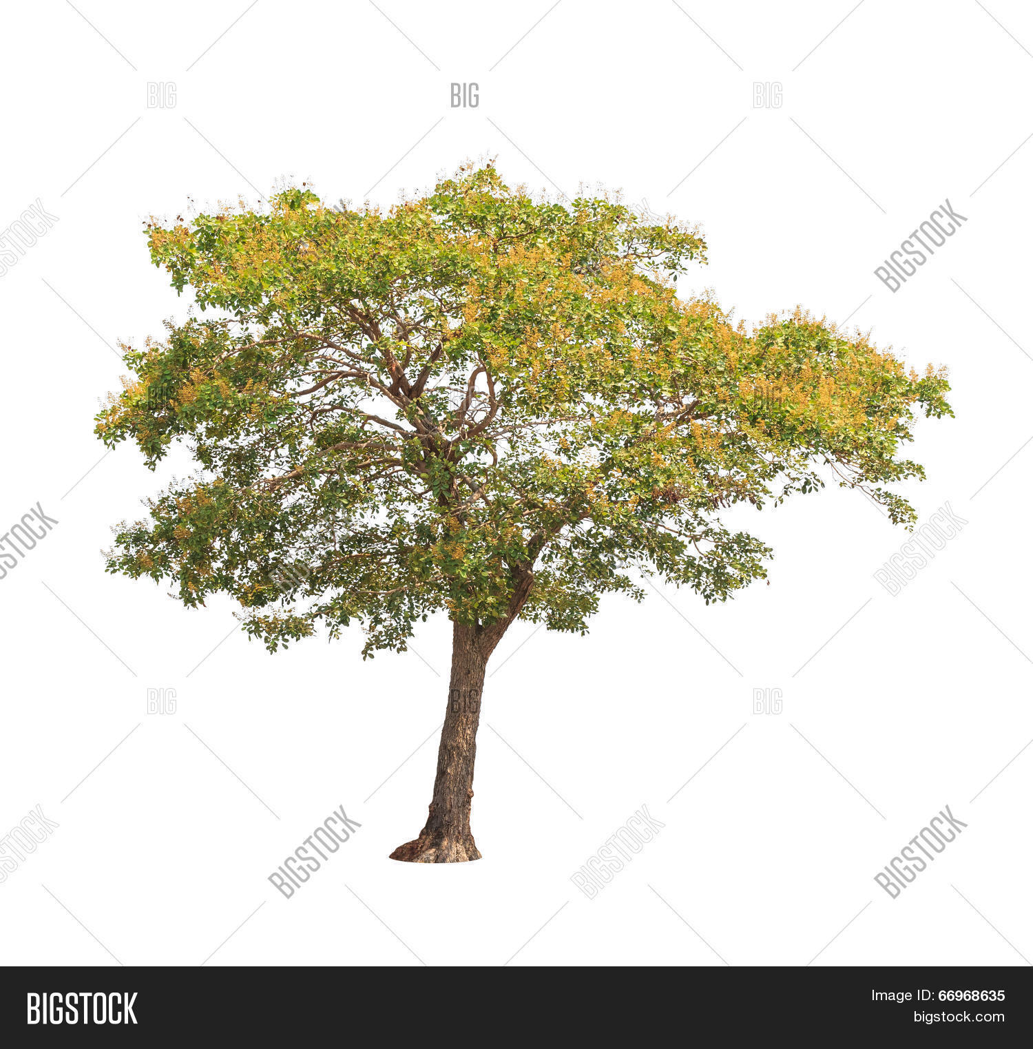 Sindora Siamensis, Image & Photo (Free Trial) | Bigstock