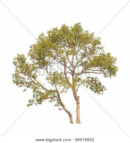 Dipterocapus Intricatus, Tropical Tree In The Northeast Of Thailand Isolated On White Background