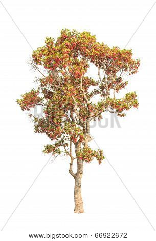 Dipterocapus Intricatus, Blossoming Tropical Tree In The Northeast Of Thailand Isolated On White Bac