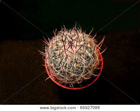 Wavy-edged cactus