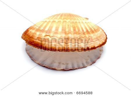 Muszla ocean