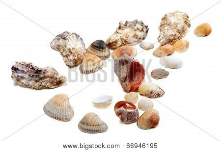 Seashells Isolated On White Background