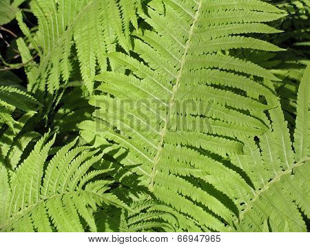 Bracken