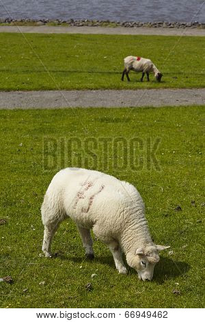 Buesum - Dike With Sheeps