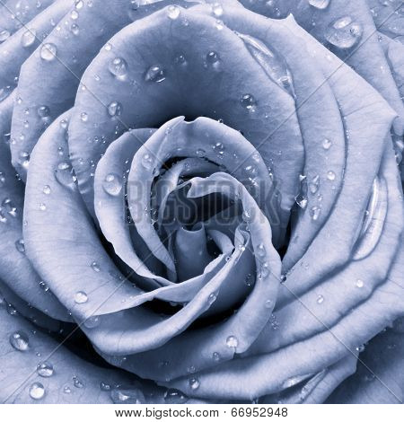 blue rose petals close up