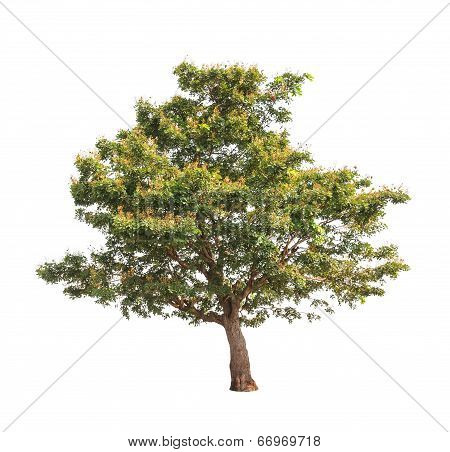Sindora Siamensis, Tropical Tree In The Northeast Of Thailand Isolated On White Background