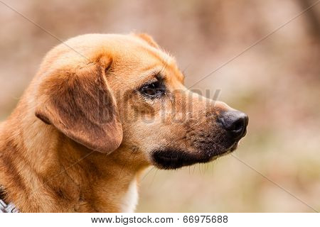 Mutt Rhodesian Ridgeback