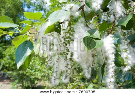 Pappel Seed tufts