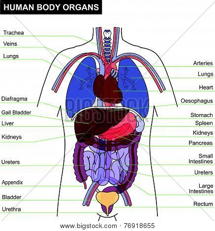 anatomy vector