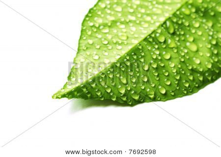 Groene blad met druppels Water