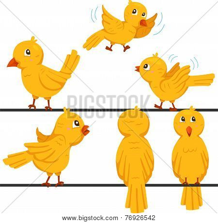 Illustration of birds funny cartoon