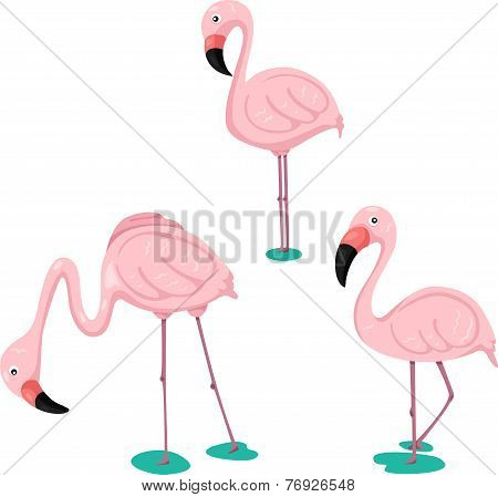 Illustration of flamingos set