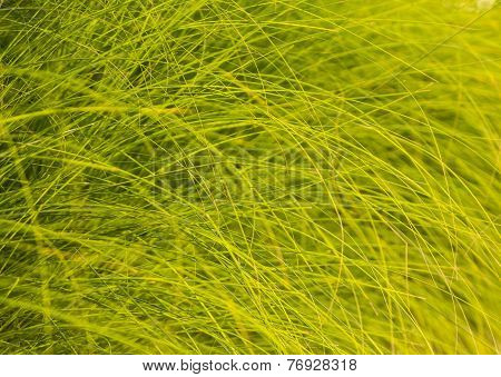 background of green blades