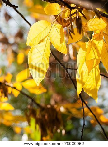 Leaves Of Acer Negundo
