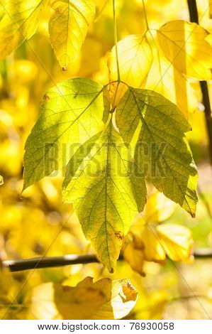 Leaves Of Acer Negundo