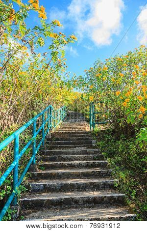 Pathway To Hill