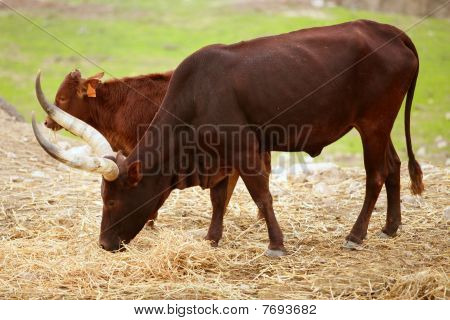 Brown Watusi watussi Afrikaanse stier paar