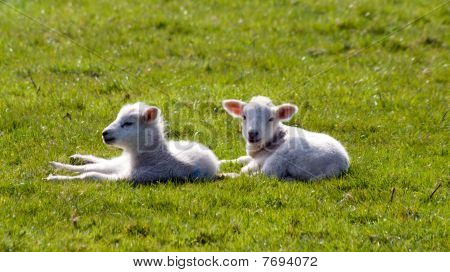 Agneau sur l'herbe