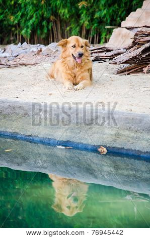Dog Reflection.