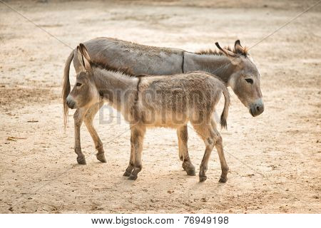 Grey Donkey In Field