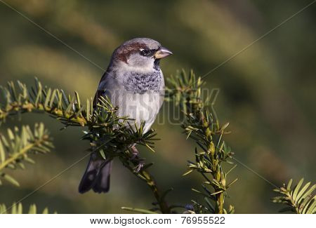 Sparrow