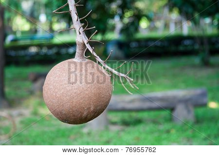 Elephant Apple
