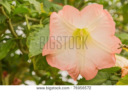Datura Flower