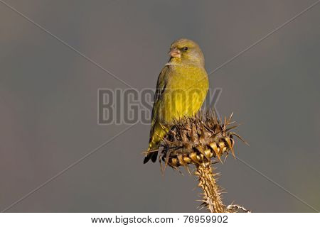 Male European Greenfinch