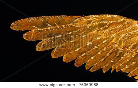 Golden Metal Wing