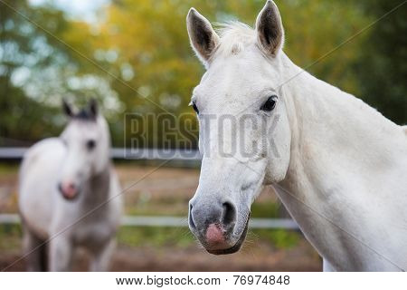 Portrait of purebred white horse