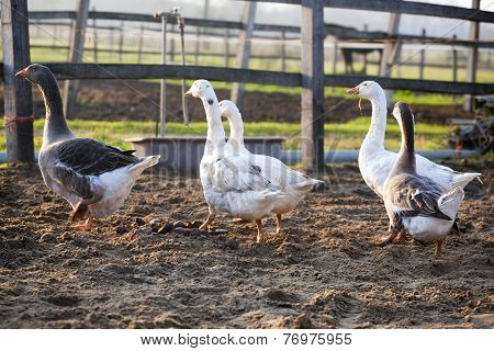 Geese ducks in poultry farm rural scene
