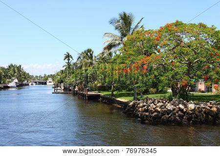 Delonix Regia Tree