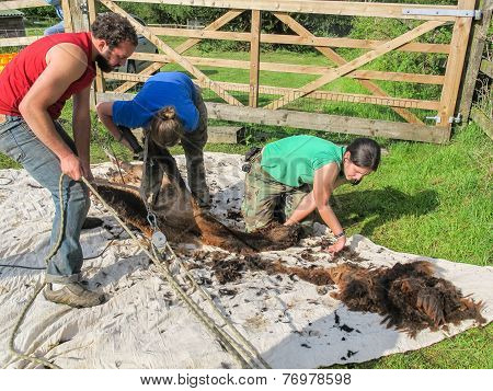 Alpaca Being Sheared On A Uk Alpaca Farm