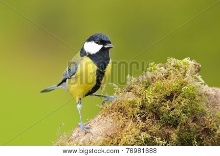 Great Tit, Parus Major.