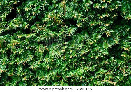 Taxus Baccata Tis červený