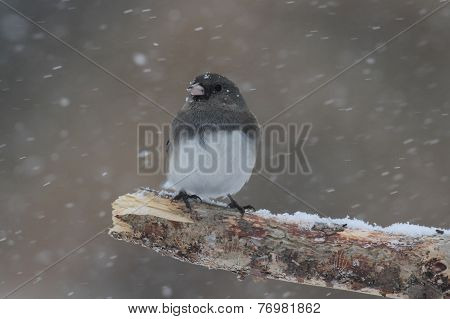 Junco On A Branch In A Snow Storm