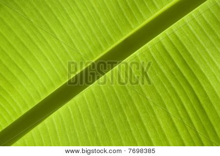 Banana Leaf