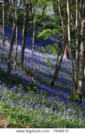 Bluebells ในบันกอร์