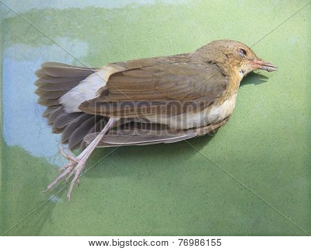 Died Bird On Green For Use For Nature Diaster And Avian Influenza,h5N1