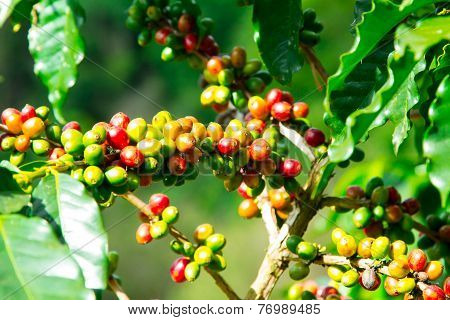 Coffee tree with ripe berries on farm