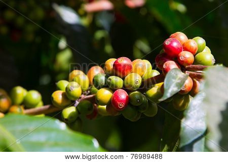 Coffee tree with ripe berries on farm