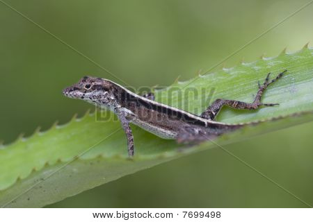Lagarto listrado em folhas de abacaxi