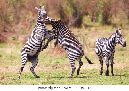 Kudde van Zebra's (Afrikaanse paardachtigen)