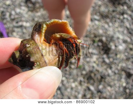 crab in the shell