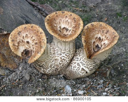 triple mushroom